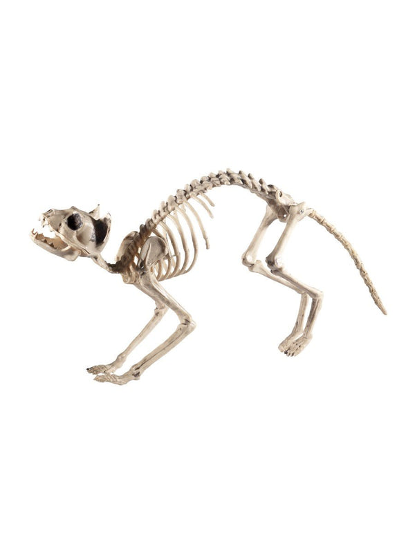 Cat Skeleton Prop